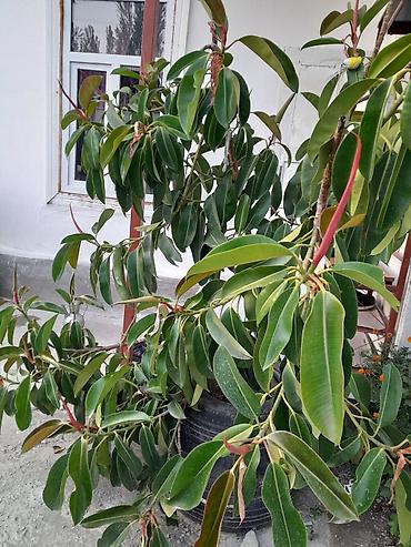 цветок фикус: Фикус в кадках (Ficus elastica, каучуконосный) - Крупные взрослые — 1