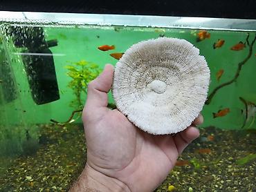 kompressor akvarium: 4 ədəd akvarium koralları . Cəmi = 40 azn şəkillərə baxın. ünvan  — 7
