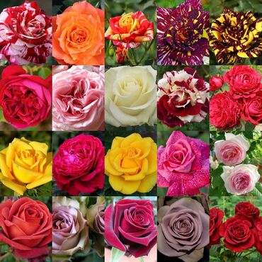 розы из мыла: Семена и саженцы Роз