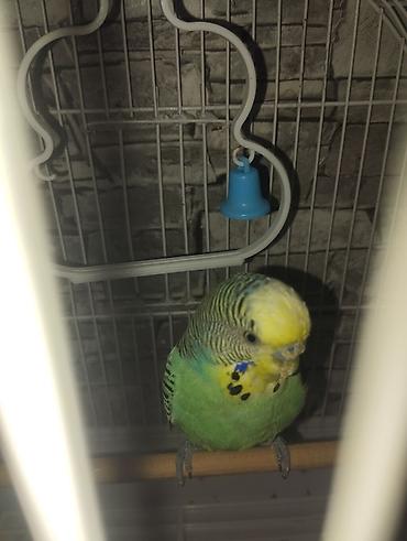 sari qus: SATILIR. Yaşıl-sarı rəng çalarlarında dalğalı tutuquşu (budgerigar) — 3