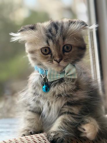 Pişiklər: Şotland — 7