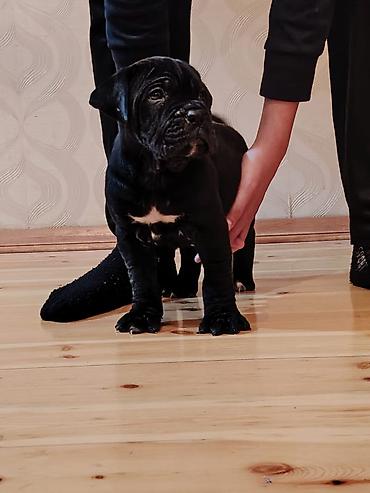 İtlər: Kane-Korso, 1 ay, Sənədli, Ünvandan götürmə, Pulsuz çatdırılma, Rayonlara çatdırılma — 6