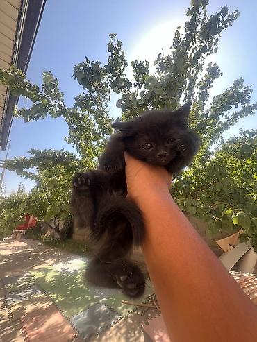 бесплатные котята: Котята даром. очень ласковые и красивые. 2 мальчика и 3 девочки. если — 4