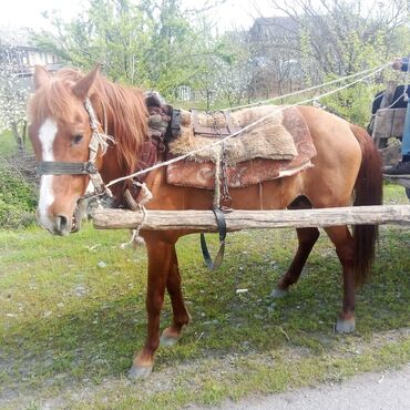 at satışı: Erkək, Qarabag, il: 5, Ünvandan götürmə