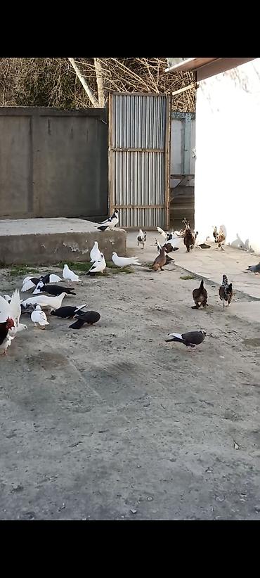 sumqayıtda cücə satışı: Salam Əleykum. Çoxdu göyərçinlərim. cürbəcür var. ən ucuz 3azn. Daha — 4
