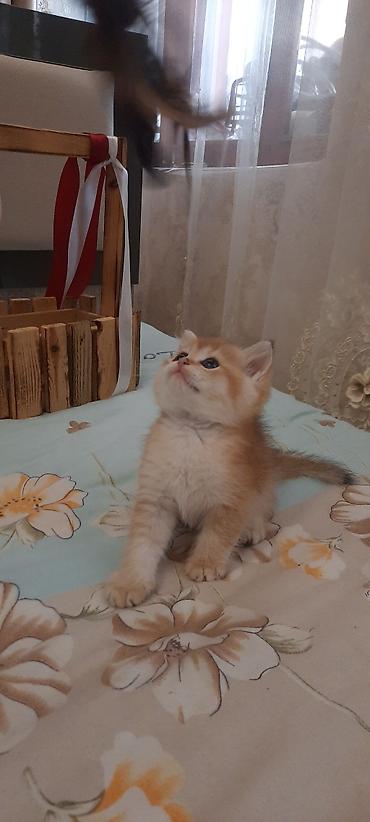 Кошки: Britan winwila tam saglam balalar brona hazirdi ata ana temiz qan — 3