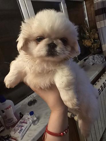 it satsi: Pekines, 2 ay, Erkək — 1