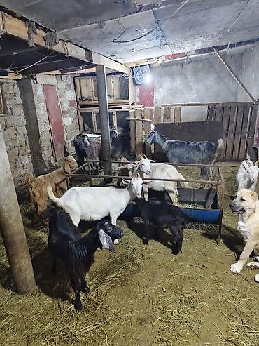 Mal-qara: Satlıq keçi sürüsü - Növ: yerli cins qarışığı (ağ, qara, boz və — 2