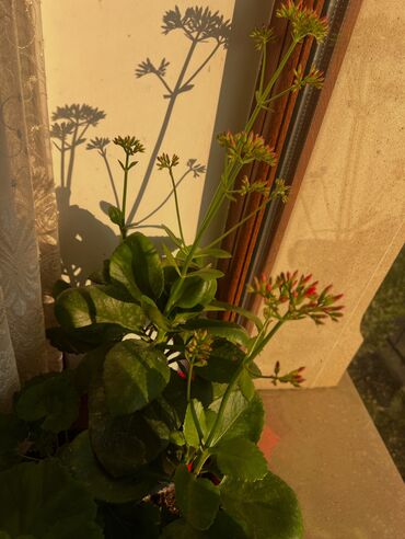 Otaq bitkiləri: Her nov guler var endirimnen verecem Gencedi istiyen yazsin satiş — 76