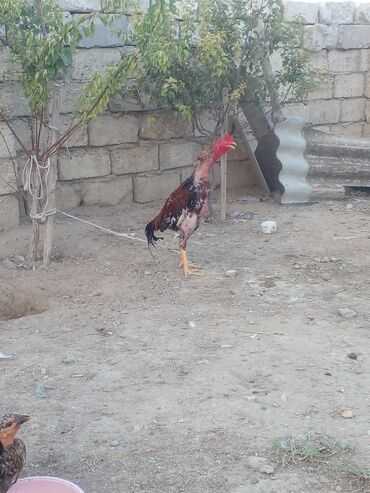 Xoruzlar: Xoruz, Indonesiya, il: 1, Ünvandan götürmə — 4