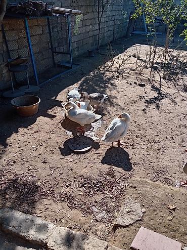 С/х животные и товары: Şəkildə gördüyünüz 2 ag qaz satılır - Növ: ev qazları (ağ və boz — 2