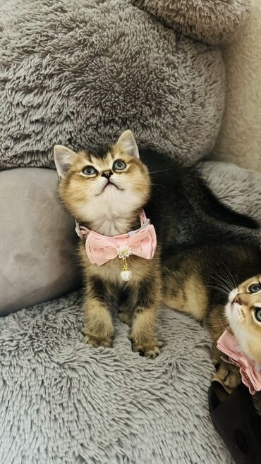 Pişiklər: Şinşilla, Dişi — 13