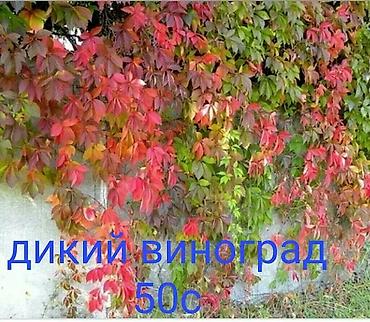 Другие виды семян и саженцев: Продаю все саженцы которые вы видите на фото, также есть мята — 12