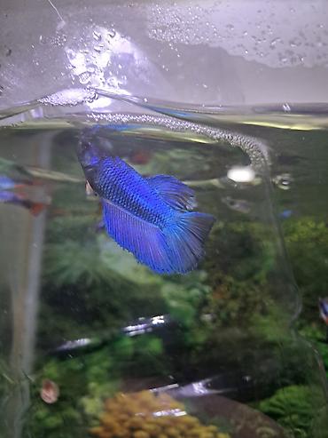neon balığı: Betta (Petuşok balığı) — 5