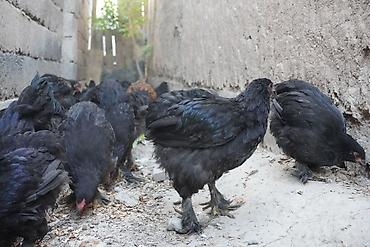 бройлерные куры: Продаю | Куры | Для разведения — 5