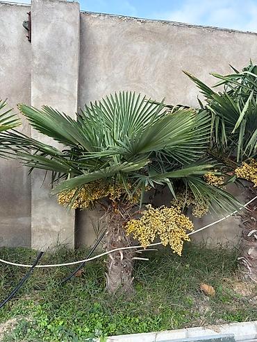 palmalar: Məhsul: 8 ədəd müxdəlif ölçülərdə palma ağacı – Trachycarpus fortunei — 3