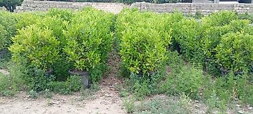 nabor acar desti: Prunus laurocerasus (dağdağan/defnevişnə) dekorativ kol bitkiləri – — 2