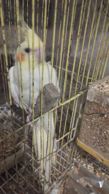 Tutuquşları: Növ: Nimfa tutuquşu (cockatiel), açıq sarı rəng, yanaqlarda narıncı — 4