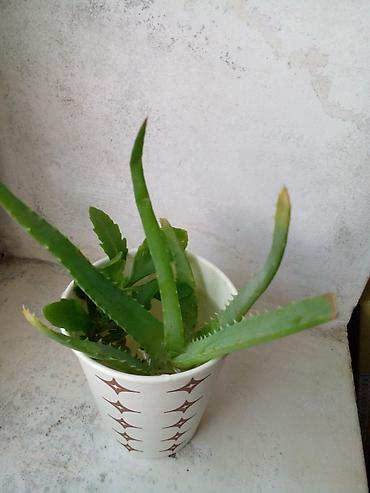 otaq gülləri: Succulent və kaktus dəsti – 3 müxtəlif bitki - Kalanxoe (sukulent) — 2