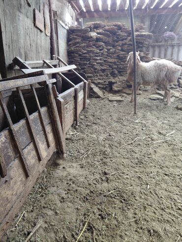 домики для хомяков купить: Деревянные кормушки для овец/коз - Конструкция: продольные деревянные