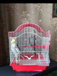 Balıq qulağı: Korela sarı və boz rəngli, sevimli tutuquşlari satılır oglan ve qiz