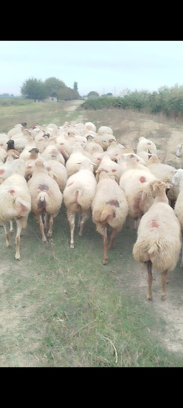 Qoyunlar, qoçlar: Dişi, il: 1, 50 kq, Damazlıq, Ünvandan götürmə — 12
