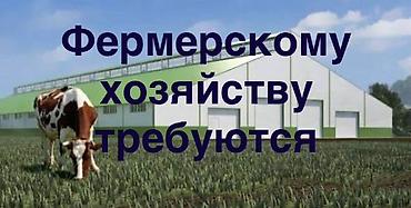 Сельское хозяйство: Фермерскому хозяйству требуется доярки, скотники, трактористы — 2