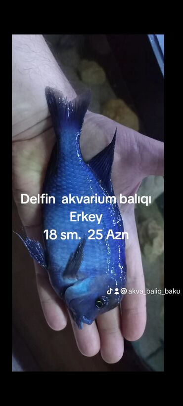 Рыбы: Delfin akvarium balıqı ( Malaviya) Erkey 18 sm Qiymet 25 Azn