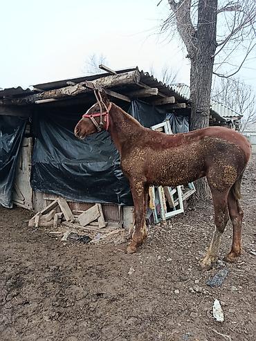 Лошади, кони: Продаю | Жеребенок | Рабочий, Конный спорт — 5