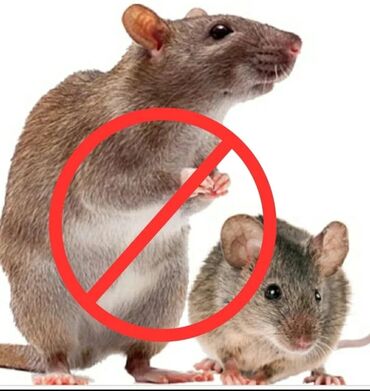 Үй жана бакча үчүн башка буюмдар: Ультразвуковой отпугиватель крыс и мышей. Лидер продаж в Америке. На