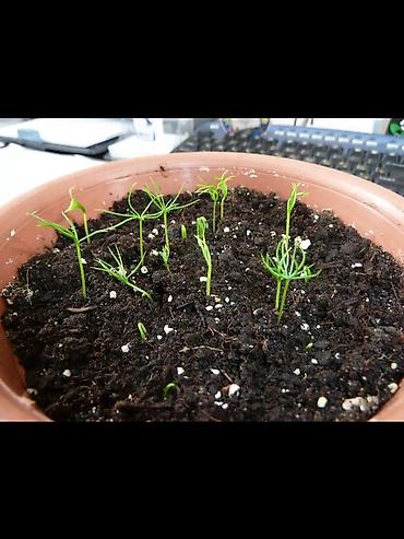 Ель: Семена голубой ели (ель колючая, Picea pungens, формы Blue/Glauca) В — 7