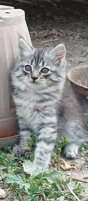 Отдам даром кошку: Котята - Возраст: примерно 2 месяца (родились 15 апреля). - Окрас: - at lalafo.kg — 2 Отдам даром кошку: Котята - Возраст: примерно 2 месяца (родились 15 апреля). - Окрас: - — 2