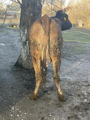 Коровы, быки: Продаю | Корова (самка) | Алатауская | Для разведения, Для молока at lalafo.kg — 8 Коровы, быки: Продаю | Корова (самка) | Алатауская | Для разведения, Для молока — 8