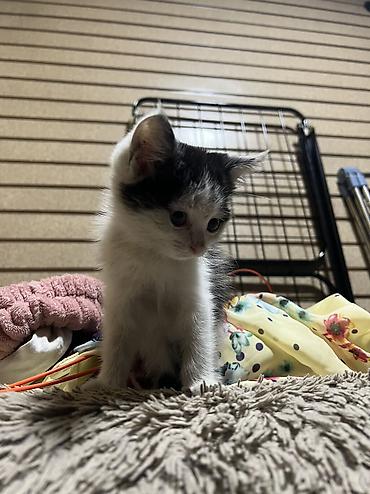 каракол котята: Кошка даром: Беспородная, 2 месяца, Девочка, Приучена к лотку — 2