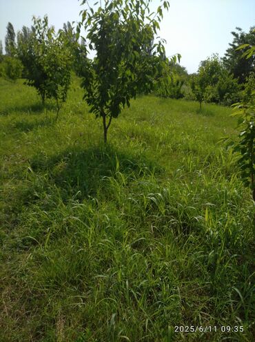 Torpaq sahələrinin satışı: 241 sot, Kənd təsərrüfatı, Mülkiyyətçi, Kupça (Çıxarış), Texniki pasport — 7