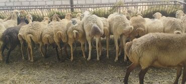 sudluk inekler satisi: 8 iyul 61 bas qaradolaq sortu satılır əlaqə nömrəsi 051.749.31.84. 4