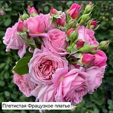 Дом и сад: Плетистые розы (сорта на выбор): Цезарь, Роз де Толбияк, Герцогиня — 7
