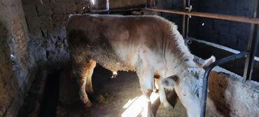 корова дойный: Сатам | Бука (эркек) | Бордоп семиртүү үчүн | Байланган