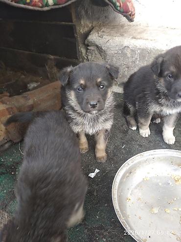 Продажа собак: Восточноевропейская овчарка, 1 месяц, Самка — 12