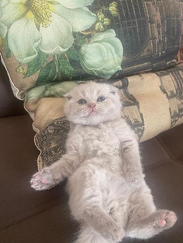 Кошки: Шотландская вислоухая — 2