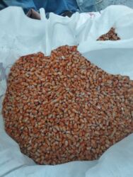 корм для кур несушек: Корма для с/х животных at lalafo.kg корм для кур несушек: Корма для с/х животных