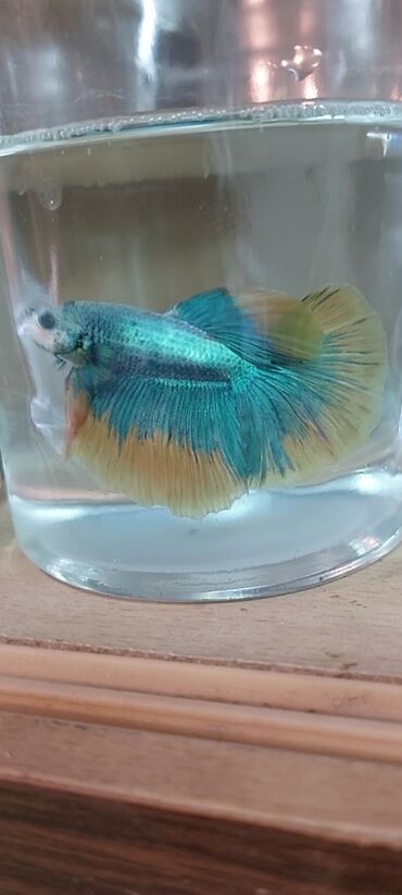 akvarum baliqlari: Halfmoon betta balıqları