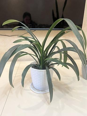 Лилии: Кливия (Clivia miniata) в горшке - Эффектное комнатное растение с — 5