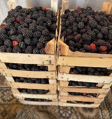 Продажа сельхоз предприятий: Питомник растений, 220 соток, Действующий, Частично с оборудованием, Электричество, Холодная вода — 8