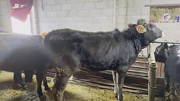 Коровы, быки: Продаю | Тёлка | На откорм | Привязанные — 12