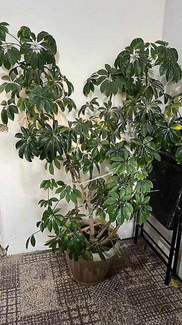 Стулья для кафе, ресторанов: Стул для кафе, ресторанов, Железо, цвет - Коричневый — 10