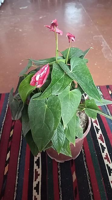 torf satilir: Anturium (Anthurium andraeanum) – qırmızı “çiçəkli” yarpaqları və — 1
