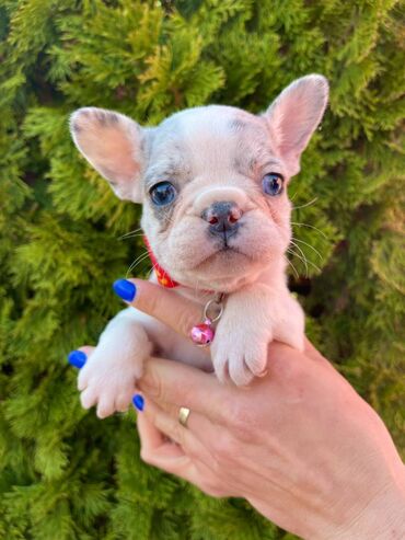 Psi: Odgajivacnica pasa "Happy Puppies" ima u ponudi francuski buldog