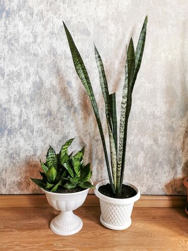 Otaq bitkiləri: Sansevieria dəsti. İkisi birlikdə qabla bir yerdə satılır. Böyük