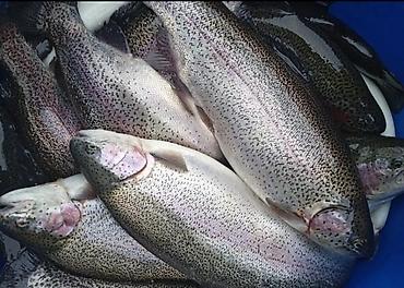 toyuq dos əti: Süfrənizə təbiətin dadını gətirin! 🐟✨Həm sağlam, həm də inanılmaz — 2
